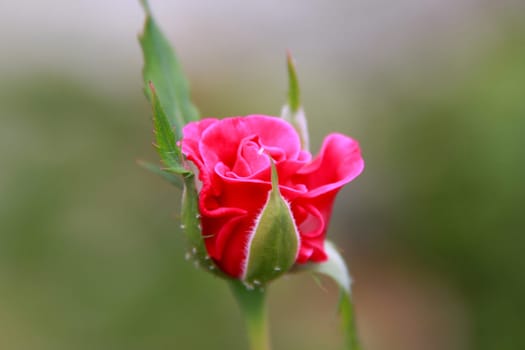 salvador, bahia / brazil - november 22, 2013: red rose is seen in garden in the city of Salvador.  ...