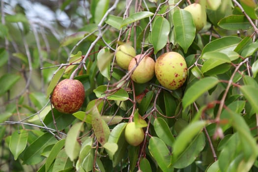 conde, bahia / brazil - march 6, 2015: Mangaba, mangabeira fruit, used in the manufacture of juices, ice cream, sweets and drink.