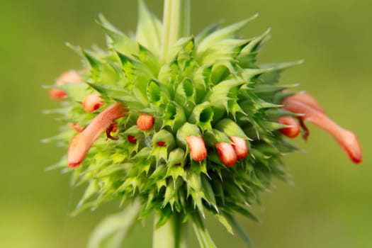salvador, bahia / brazil - november 22, 2013: plant is seen in a garden in the city of Salvador.