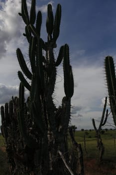 ibotirama, bahia / brazil - may 29, 2014: Cactus plant in rural Ibotirama, Bahia semi-arid. The plant that belongs to the cactus family.