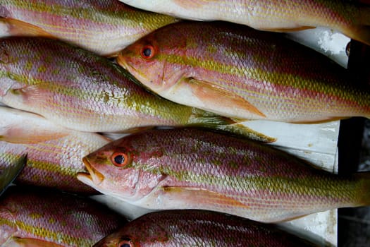 salvador, bahia / brazil -  may 11, 2013: Fish are seen for sale at the Sao Joaquim Fair in Salvador.