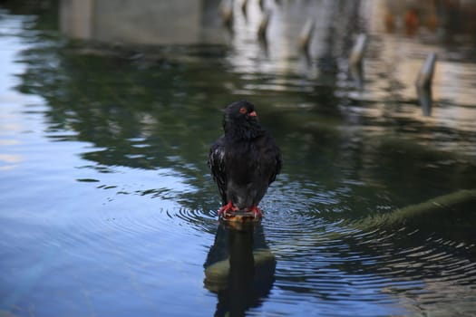 salvador, bahia / brazil - Pigeons are seen in a decorative fountain at Praca da Se in the city of Salvador.