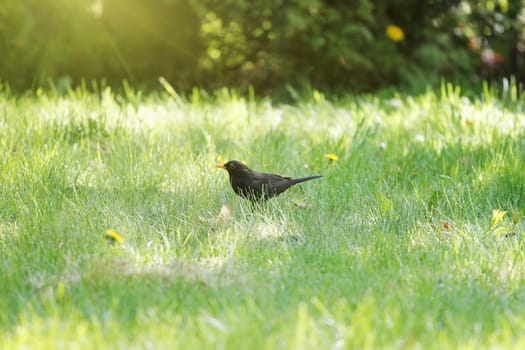 Male Blackbird foraging in grass. A nice garden guest with lots of inspiring action. Beauty, Sounds, Nature, Birds, Spring, Summer.