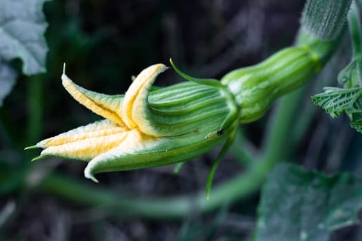 female yellow flower of the pumpkin opening with the fruit