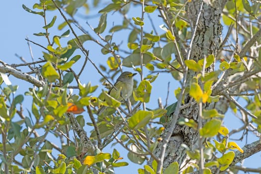White Eyed Vireo in Coastal Tree in the Aransas National Wildlife Refuge in Texas