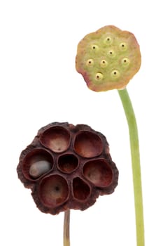 dry lotus pod isolated on white background