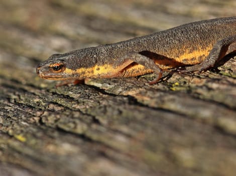 Pond newt (Lissotriton vulgaris) in country costume