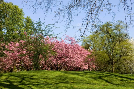 trees at the hyde park in london, uk