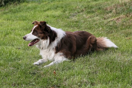 Border Collie is concentrated on the meadow