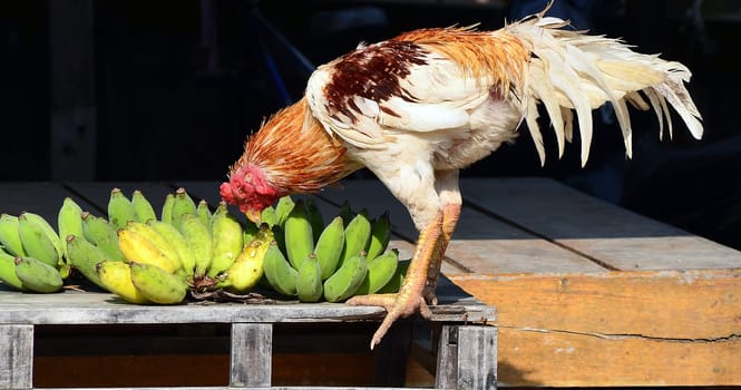Rooster and bananas