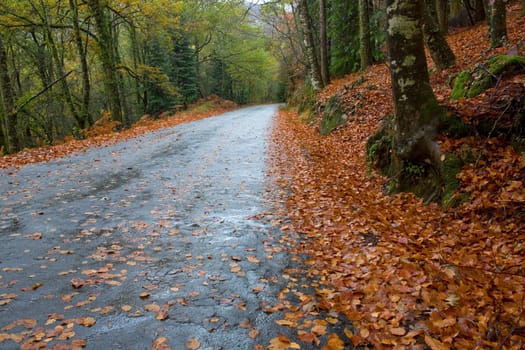 forest road at the portuguese national park