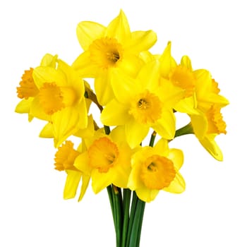 A bunch of flowered daffodils on a white background
