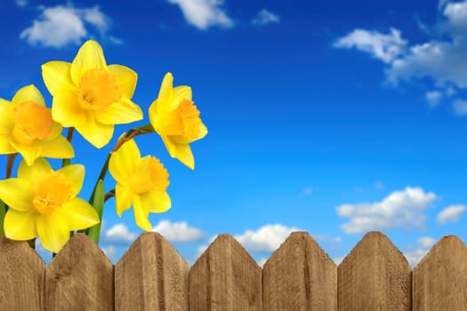 Daffodils over a wooden fence in front of blue sky with white clouds