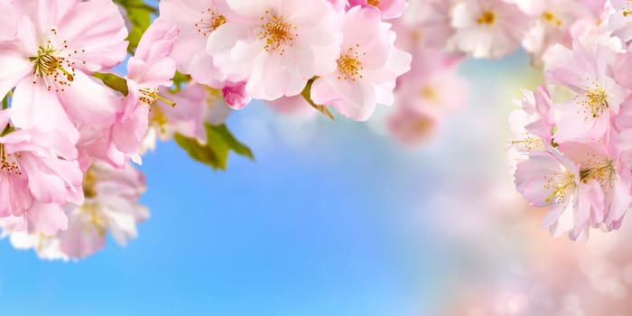 Cherry blossoms in front of light blue sky,with background blur