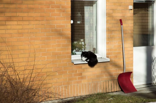 Black Cat in Window