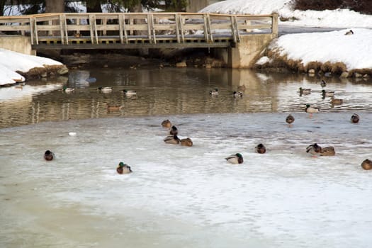 Ducks in Frozen Pond