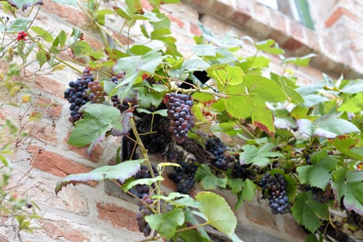 Vine on the facade of an old house in Rostock