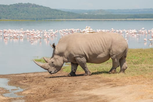 A white Rhinocores walks towards the flamingo filled lake to drink water.
