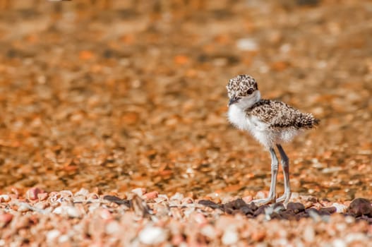 A very young Lapwing chick stands alone on a pebble beach near the water.