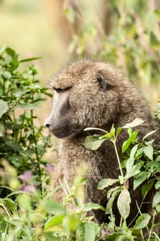 An Olive Baboon sits in the lush bush, just staring in to the distance.
