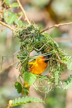 A male weaver bird bussy building a nest with which he can impress a female.