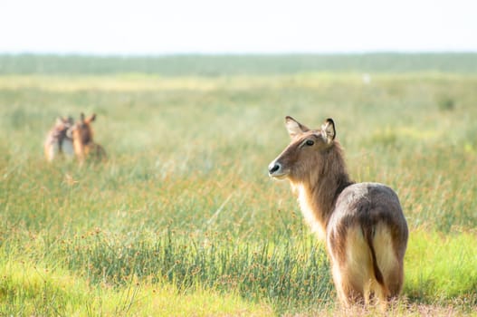 A male Defassa Waterbuck stand and waits, while others has already run off into the distance