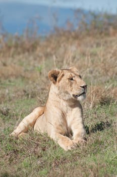 A lioness rests in the grass on a hill inside the Ngorongoro Crater in Tanzania.