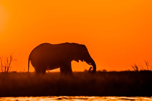 The silhouette of an elephant as it is feeding on Sidudu Island in the Chobe river.