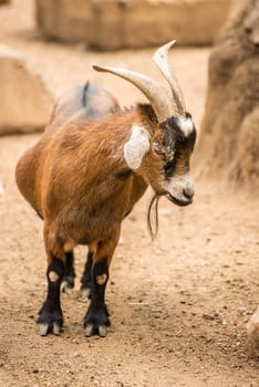 A Pygmy goat stands on her own in the goats enclosure.