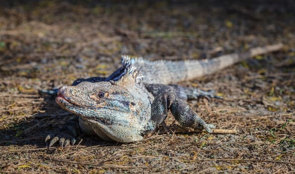 Close-up image of a black iguana in Costa Rica