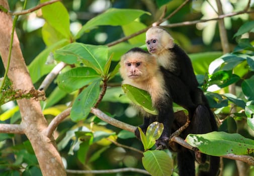 Capuchin monkeys in a tropical forest in Costa Rica
