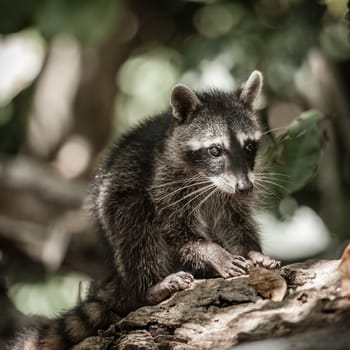 Portrait of a baby racoon in a park in Costa Rica