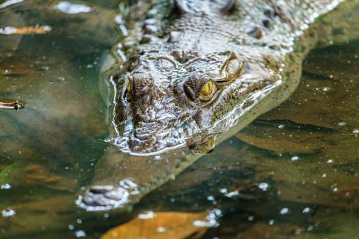 Close-up image of a large crocodile in a shallow lagoon in Manuel Antonio National Park in Costa Rica