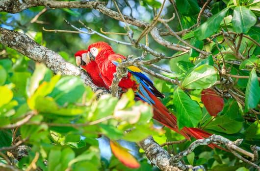 A pair of scarlet macaws on a tree in Corcovado National Park in Costa Rica