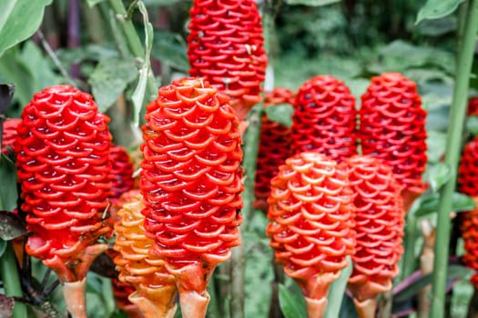 Close-up image of shampoo ginger flowers aka pine cone lily or bitter ginger