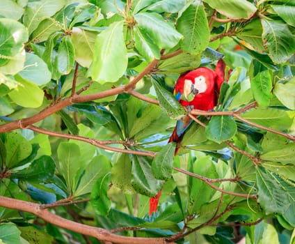Scarlet macaw parrot on a tree in Corcovado National Park in Costa Rica