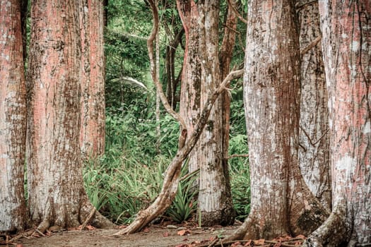 Image of tree trunks in Corcovado Nationa Park in Costa Rica