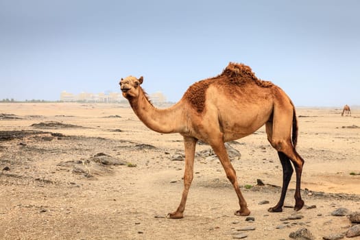 Wild camel in a desert near Salalah in Oman