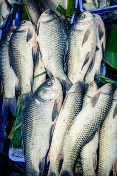 Fresh fish at a market in Chittagong, Bangladesh