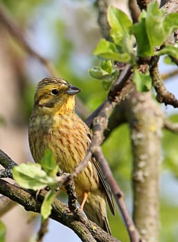 Golden bunting Emberiza citrinella in an apple tree