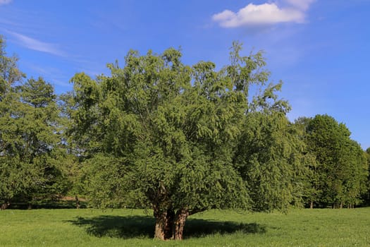 Old hollow willow near Maisbach Nußloch