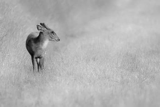 Wild young muntjac deer alone in a natural rural landscape. Black and white animal close up portrait in a grass field. Also known as the barking deer