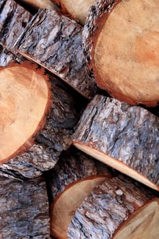 Tree rings sections texture. Tree trunk slices backdrop. Wooden timber pieces background.