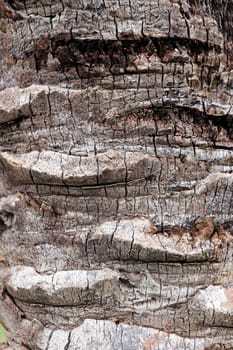Palm tree bark texture. Tropical rough wood structure background.