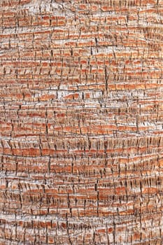 Palm bark pattern texture. Tropical tree trunk background. Exotic wood backdrop.