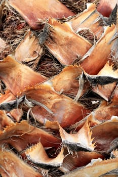 Tropical cut branches wood bark structure background. Palm tree bark texture.