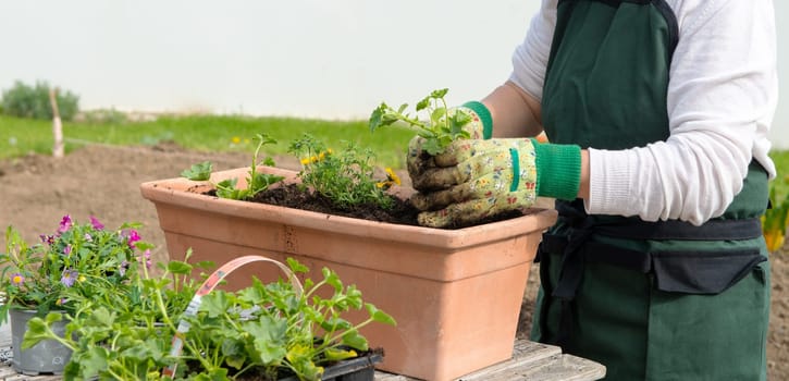 a close up of hands of woman potting flowers