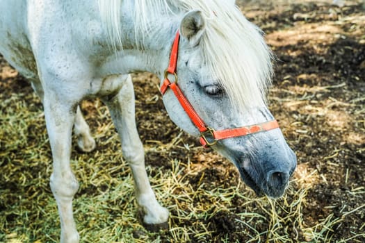 Ranch horse image. Shooting Location: Yokohama-city kanagawa prefecture
