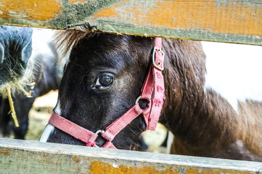 Ranch pony image. Shooting Location: Yokohama-city kanagawa prefecture
