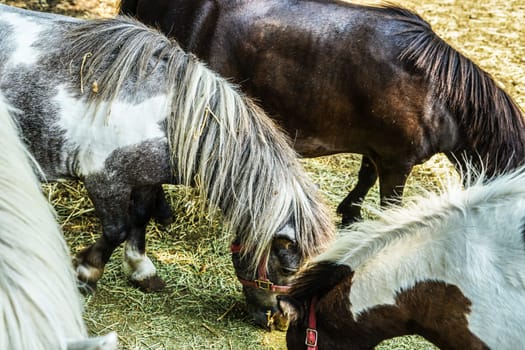 Ranch pony image. Shooting Location: Yokohama-city kanagawa prefecture